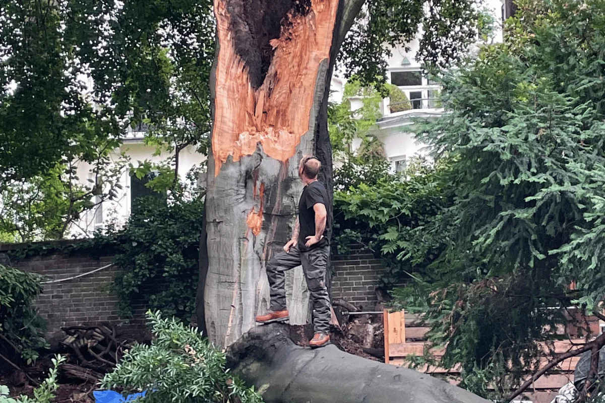 Emergency tree work