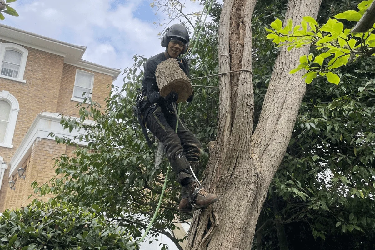 Tree felling and tree removal