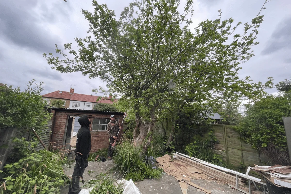Tree inspection and advice