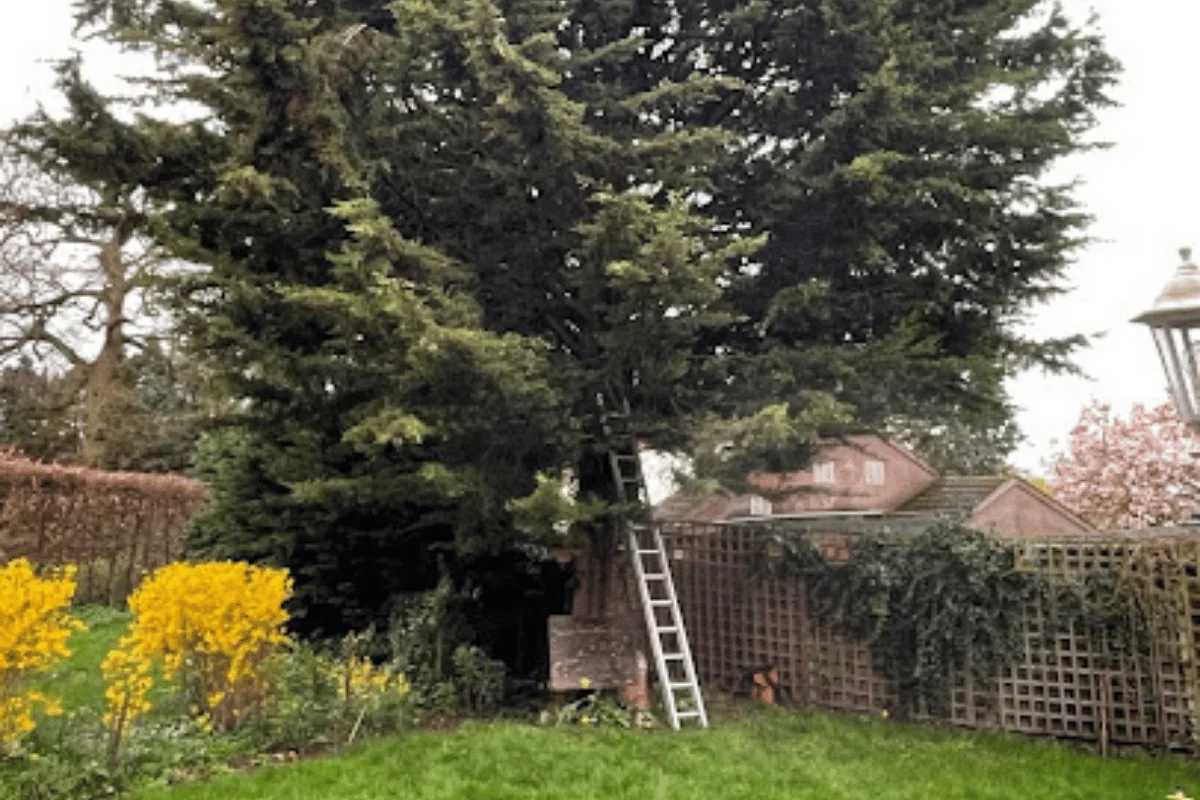 Tree pruning and crown reduction
