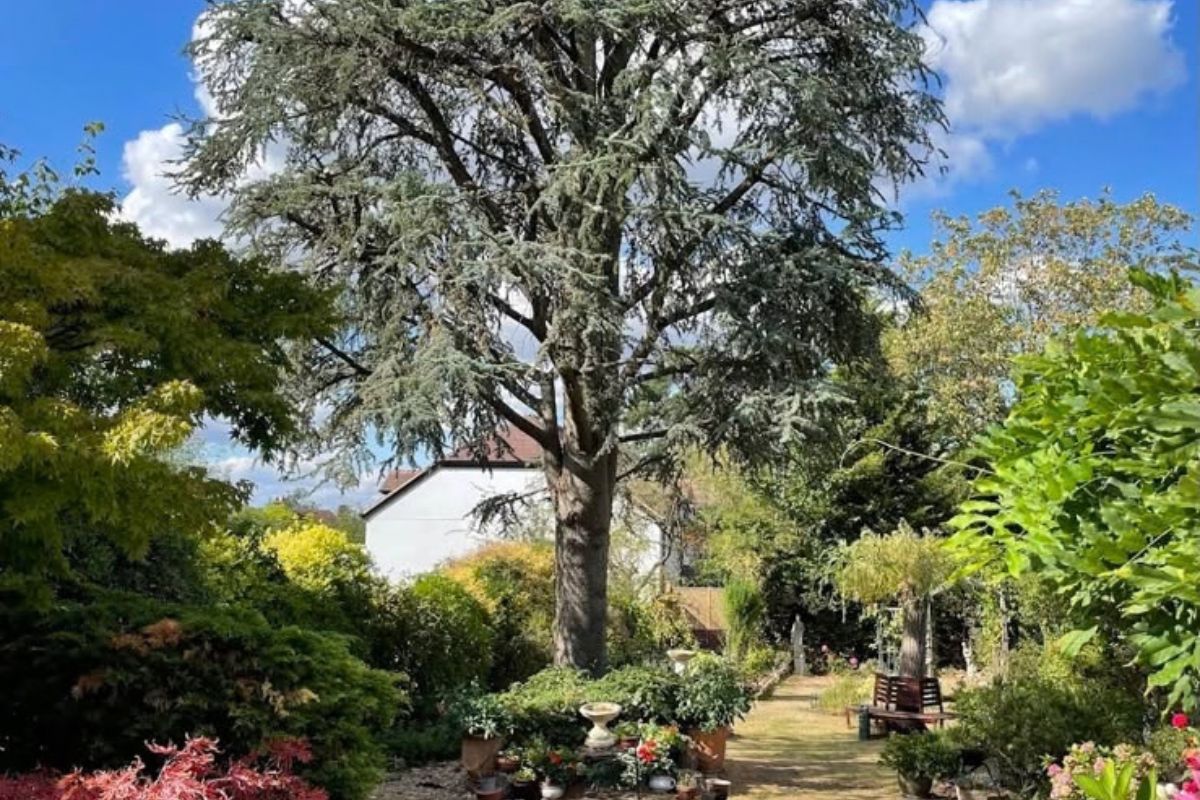 Tree surgery