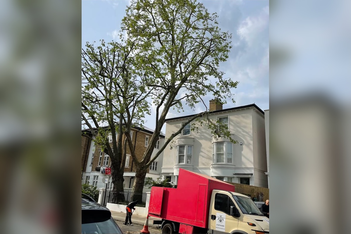 Tree and site clearance
